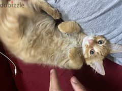 4 kitten for adoption