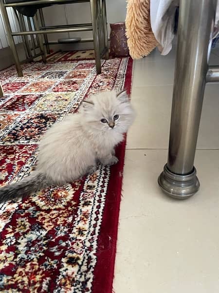 Shirazi kitten 15