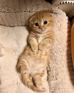 Scottish Fold Ginger Orange kitten