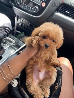 Imported Maltipoo Puppy DELIVERY Available 0