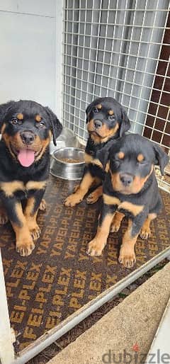 Rottweiler puppies (pure breed)