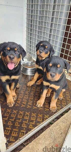 Rottweiler puppies (pure breed) 1