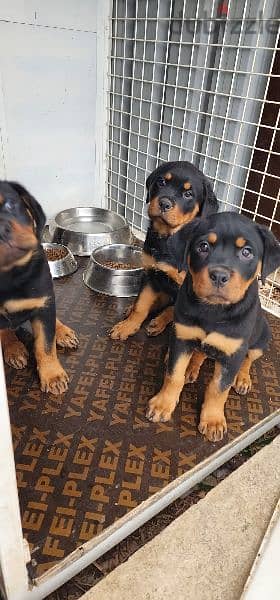 Rottweiler puppies (pure breed) 2