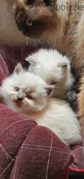 cutest pure hamalayan kittens 1