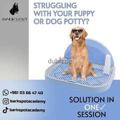 Dog Training Courses 0