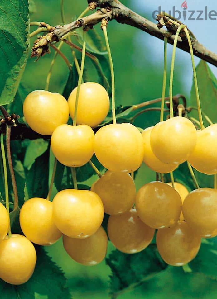 Italian Golden Cherry trees 0