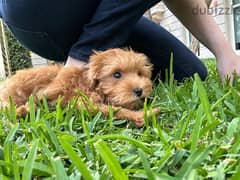 Maltipoo puppy (vaccinated & potty trained)