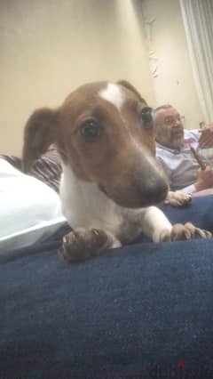 jack russell pure breed 0