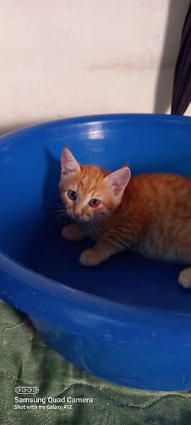 kittie for adoption 1