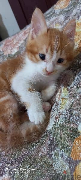 kittie for adoption 3