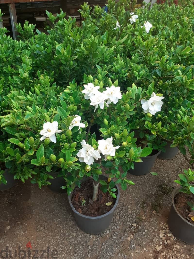 Gardenia غردينيا 1