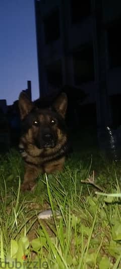 vaccinated trained german sheperd /number:71185044 0
