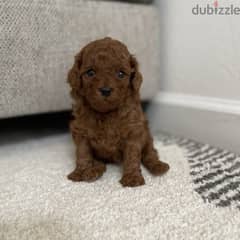 Toy Poodle Imported Red