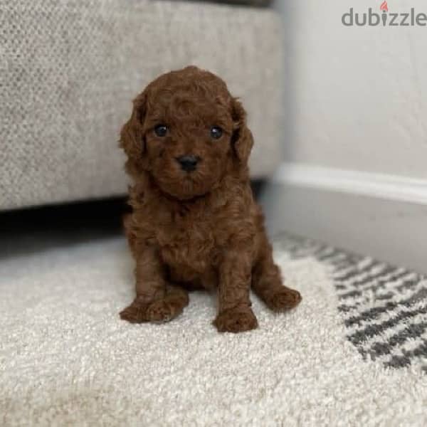 Toy Poodle Imported Red 0