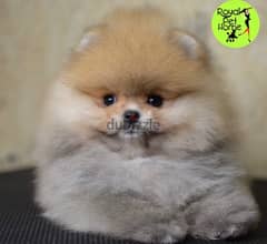 Pomeranian Puppy Orange Imported