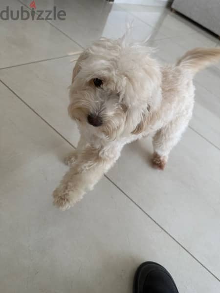 pretty poodle 1 year old 1
