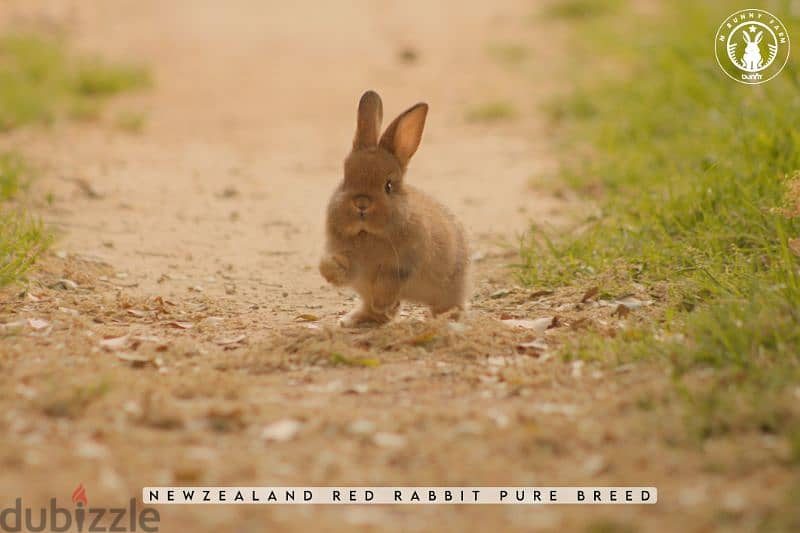 أرانب أجنبية نقية -  rabbit pure breed 18