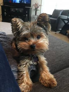 Yorkshire Terrier Teacup Puppy