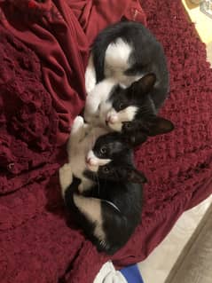 Black and white kittens for free