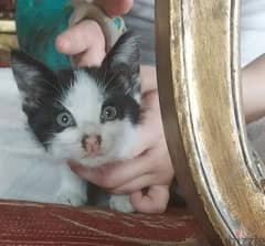 2 months female kitten for adoption