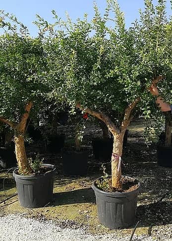 Italian Pomegranate Old Trees 1