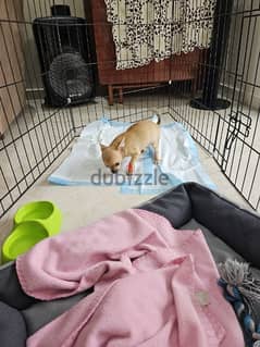 Chihuahua Teacup puppy 500$