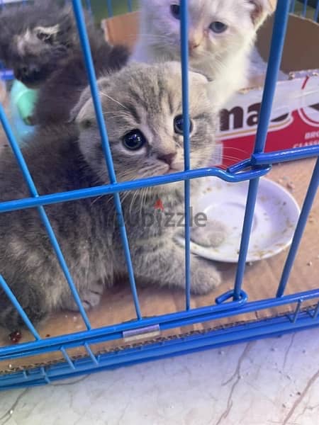 kittens for sale 1