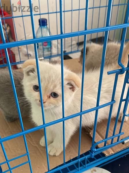 kittens for sale 2