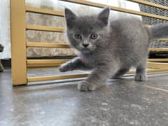 pure british shorthair for sale 0