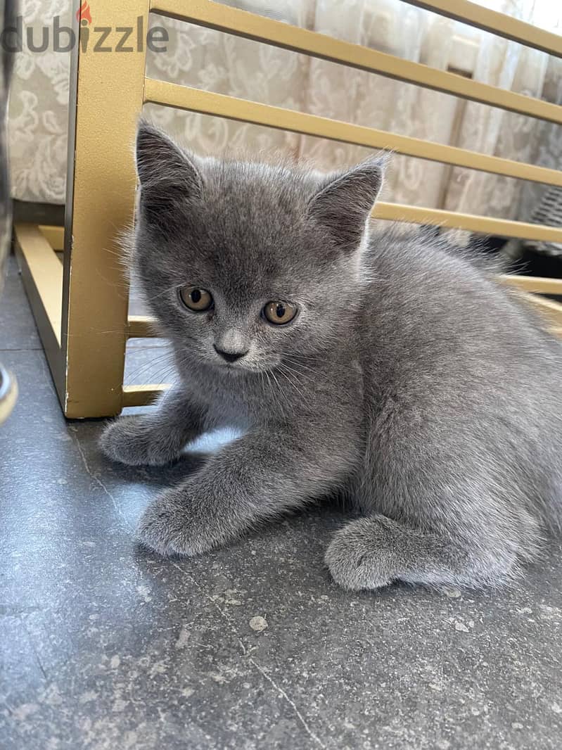 pure british shorthair for sale 1