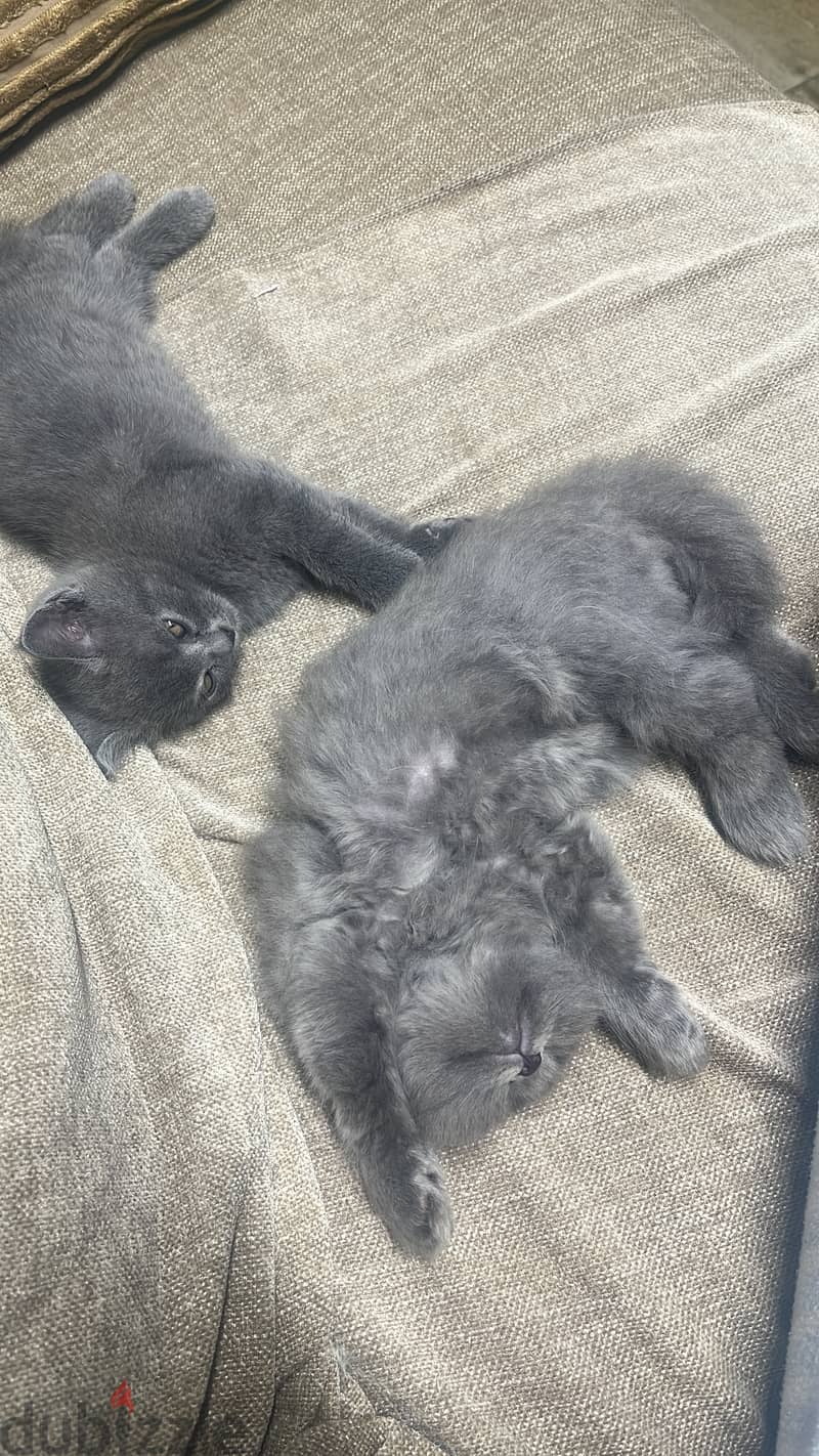 pure british shorthair for sale 2