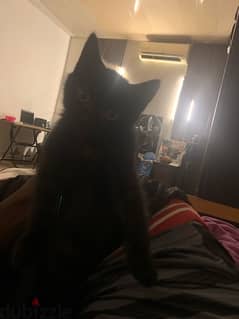 3 Black Kittens for Adoption 0