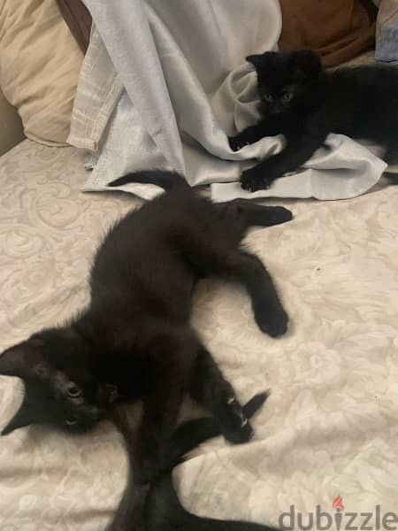 3 Black Kittens for Adoption 1