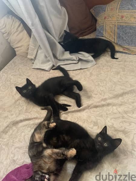3 Black Kittens for Adoption 2