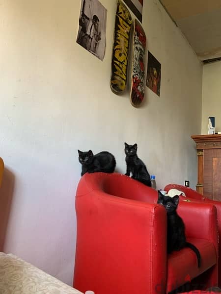 3 Black Kittens for Adoption 3