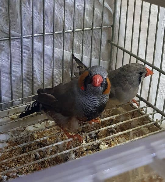 Pacific parrot & tamed red rump 15