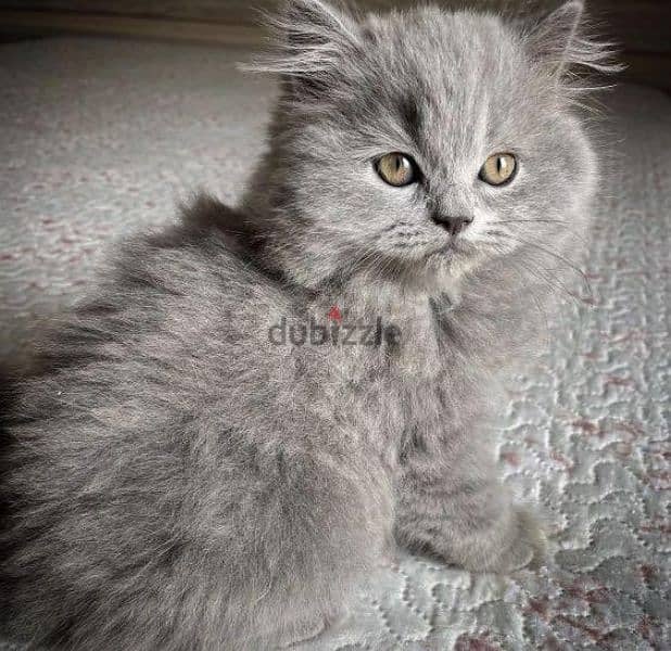British Blue Kitten,  cat 1