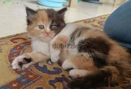 Shirazi kittens males and female 2 month and british males