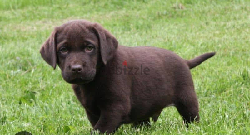 Labrador puppies chocolate color 0