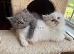 Himalayan and Persian kittens for sale