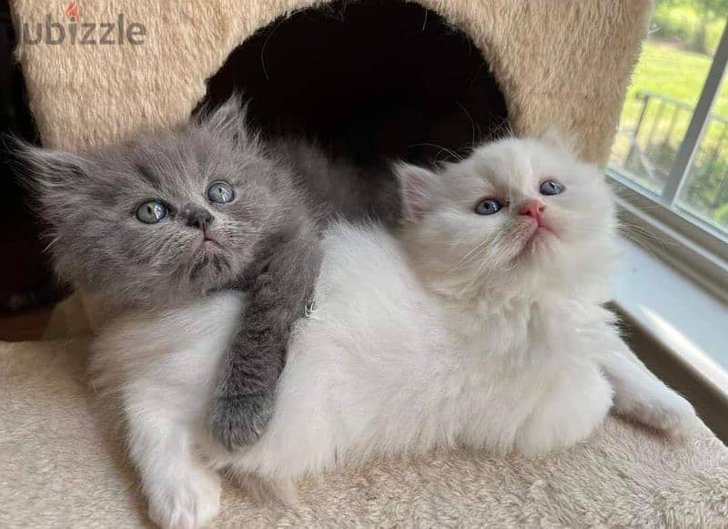 Himalayan and Persian kittens for sale 1