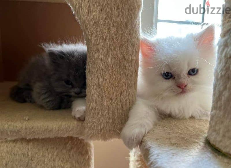 Himalayan and Persian kittens for sale 3