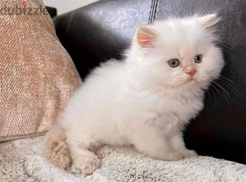 Himalayan and Persian kittens for sale 4