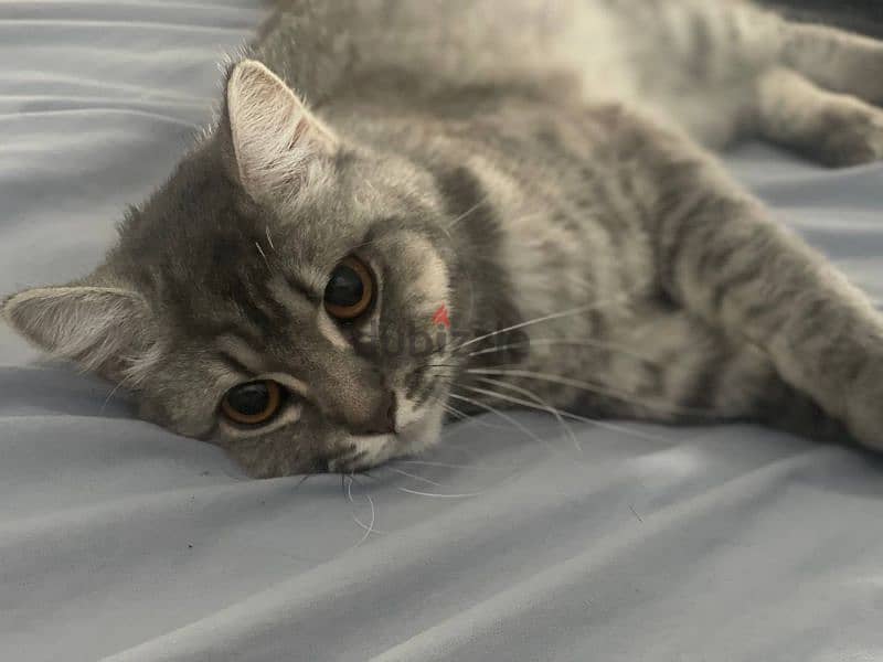 Scottish fold bengal gray cat 2