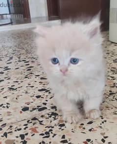 male and female cats available