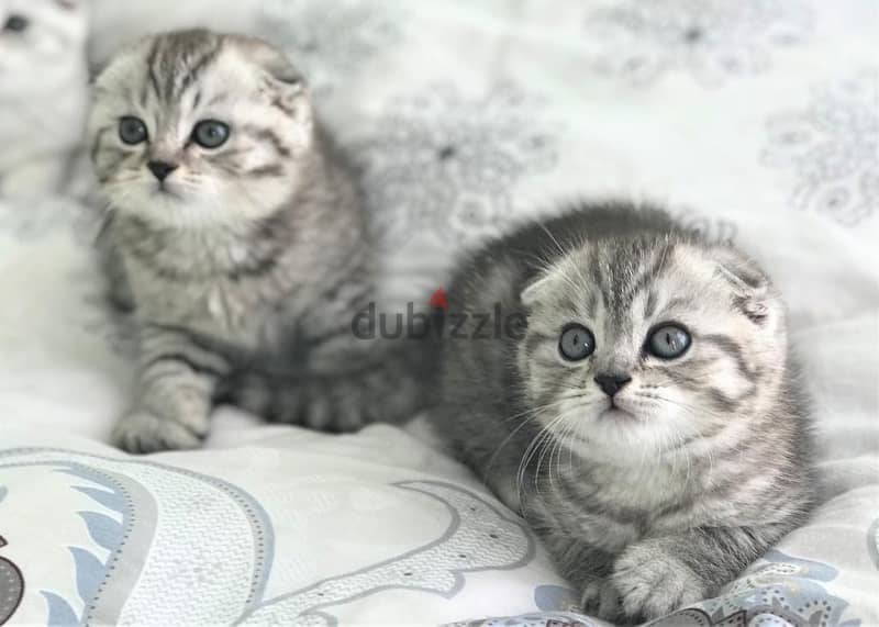 male and female cats available 3