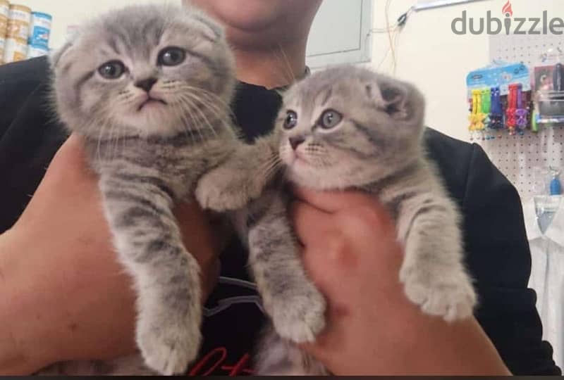 male and female cats available 6