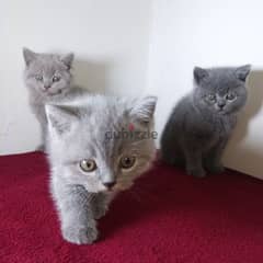 British and Scottish kittens