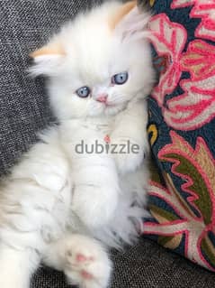 perfect Persian  for sale