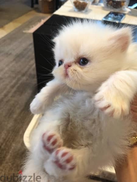 perfect Persian  for sale 3